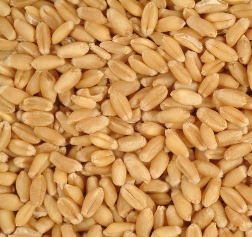 High Grade Wheat Grain