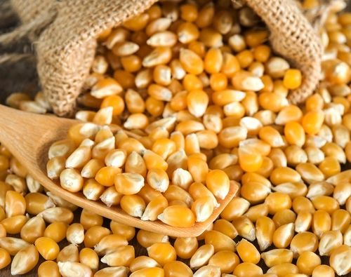 Long Shelf Life Corn Kernels