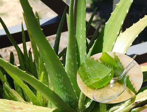 Aloe Barbadensis Extract Direction: Skin Care Personal Care