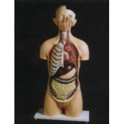 Human Torso Interchangeable Model