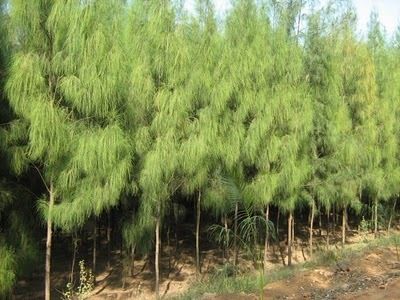 Premium Grade Casuarina Trees