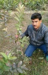 Barafkhana Guava Plants