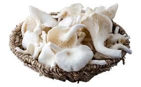 Fresh Oyster Mushrooms - Medium to Large Sized with 5-25 Centimeter Caps | Soft Texture, Mild Nutty Flavor, Slightly Chewy with Bittersweet Aroma