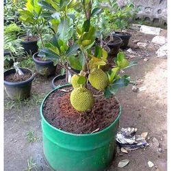 Jack Fruit Plant - Thrives in 20-30°C Temperature, pH 6.0-7.5, Full Sun Exposure | Premium Variety, Well-Drained Clay or Loamy Soil