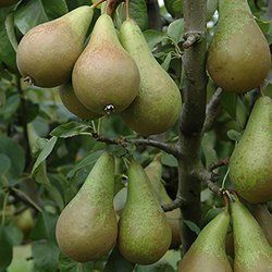 Pear Plant