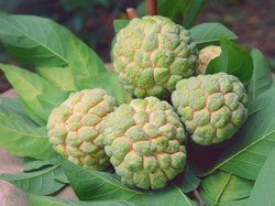 Sugar Apple Fruit