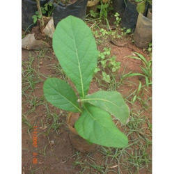 Black Teak Plant