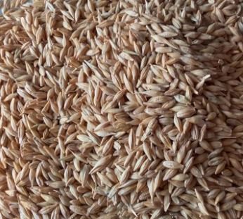 Barley For Animal Feed