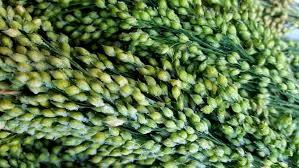 High Protein Green Millet