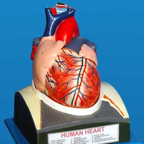 Human Heart Anatomical Model