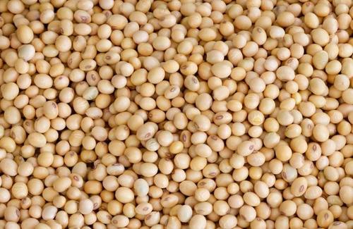 Impurity Free Soybean