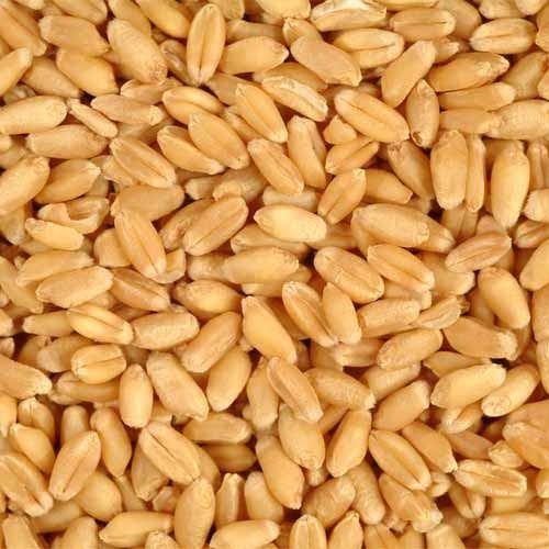 Impurity Free Wheat