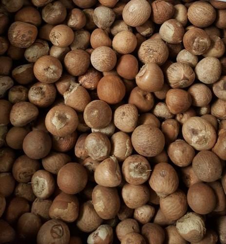 Transparent Dried Moro Betel Nuts