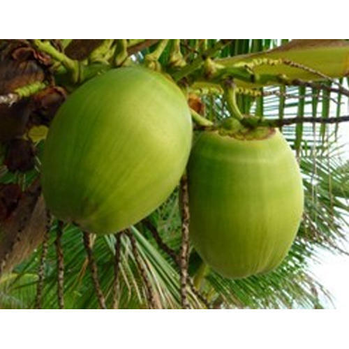 Fresh Tender Coconut