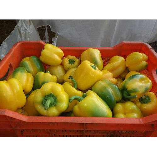 Organic Fresh Capsicum