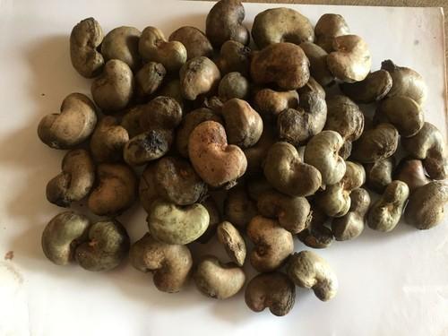 Organically Grown Cashew Nuts