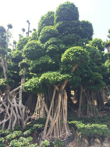 Big Ficus Microcarpa Living Plants