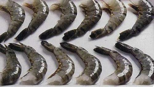 Black Tiger Shrimps