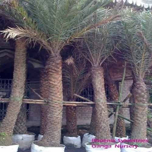 Date Palm Trees