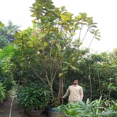 Ficus Lyrata Tree