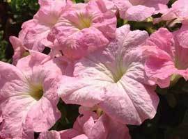 Flowering Pot Plants Services