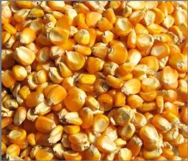 Organic Yellow Maize Seeds - Premium Quality, High Nutritive Value, Hygienically Packed, Fresh and Contaminant-Free