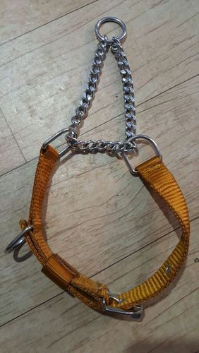 Nylon Martingale Dog Collars