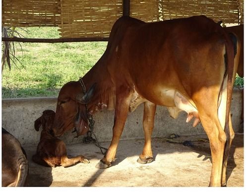Reddish Dun Colour Sahiwal Cow