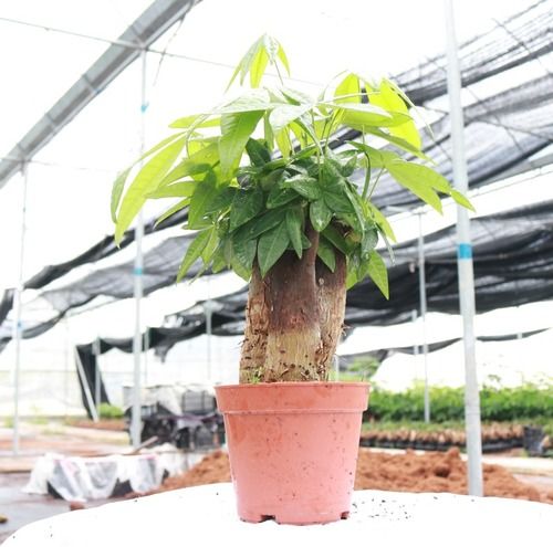 Pachira Plants 3pcs In One