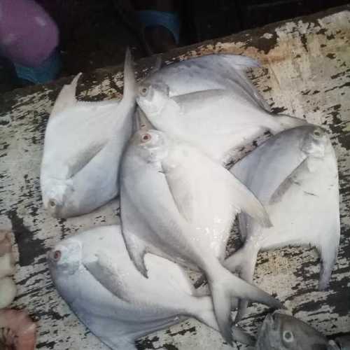 Frozen White Pomfret Fishes