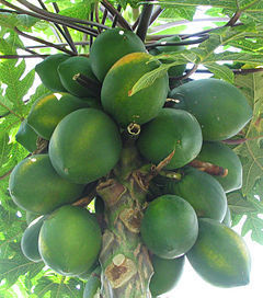 Organic Farm Fresh Green Papaya