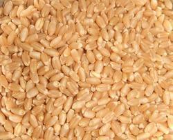 Naturally Cultivated Wheat Grain