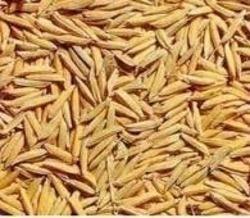 Optimum Quality Basmati Paddy Seed