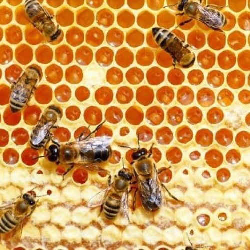 Pure Stingless Bee Honey