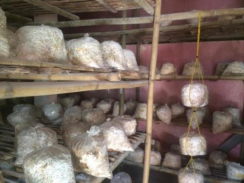 Best Price Oyster Mushroom