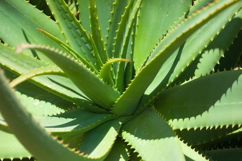 Fresh Aloe Vera