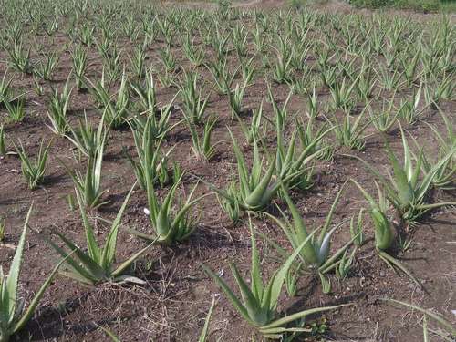 Fresh Organic Aloe Vera