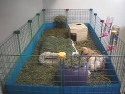 Guinea Animal Polycarbonate Cages