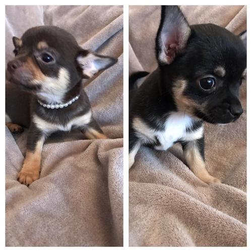 Chihuahua Puppy