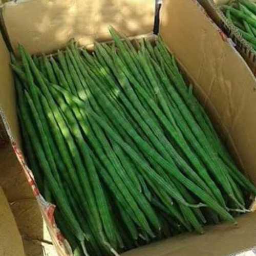 Farm Fresh Green Drumsticks