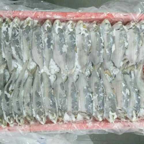 Fresh Frozen Hilsa Fish