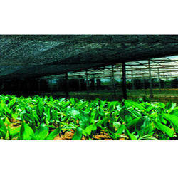 Greenhouse Net 70% For Cultivation Of Ornamental Plant