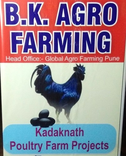 Kadaknath Chiks And Kadaknath Contract Farming Services By Bk Agro Farming 