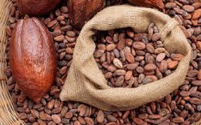 Natural Dried Cocoa Beans