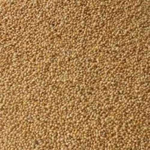 Organic Barnyard Millet - Japanese Echinochloa Esculenta Grain | Nutritious, Gluten-Free, Ancient Superfood for Culinary and Livestock Use