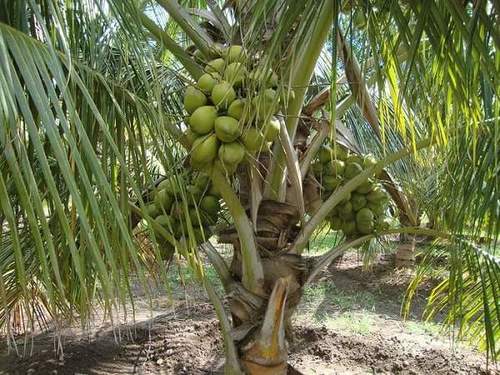 Fresh Green Water Coconut