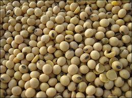 Natural Dried Soya Bean