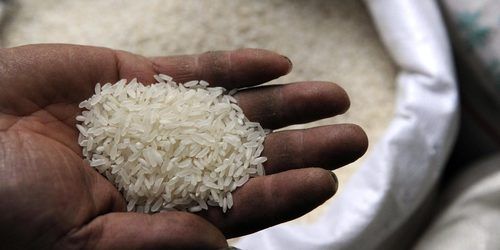 Organic Fresh White Basmati Rice