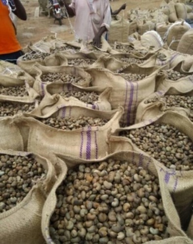 Farm Fresh Cashew Nuts - 48+ KOR, 170-190 Nut Count, Moisture Max 10% | Premium Quality, Strictly Quality Checked, Packed in Secure Sacks