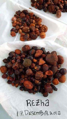 Natural Ox Gallstones